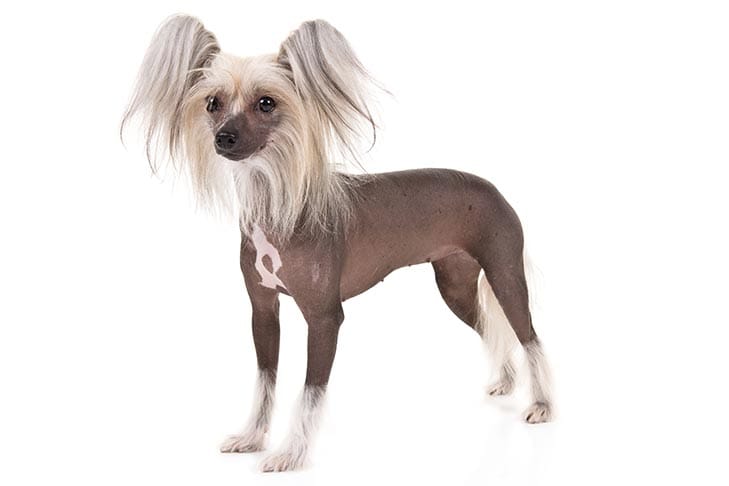 Secondary image of Chinese Crested dog breed