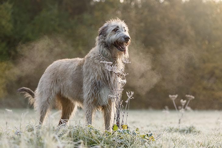 Secondary image of Irish Wolfhound dog breed