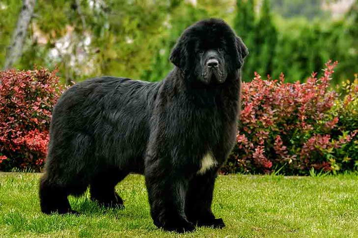 Secondary image of Newfoundland dog breed