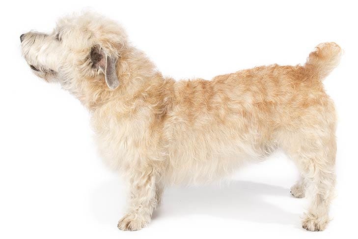 Secondary image of Glen of Imaal Terrier dog breed