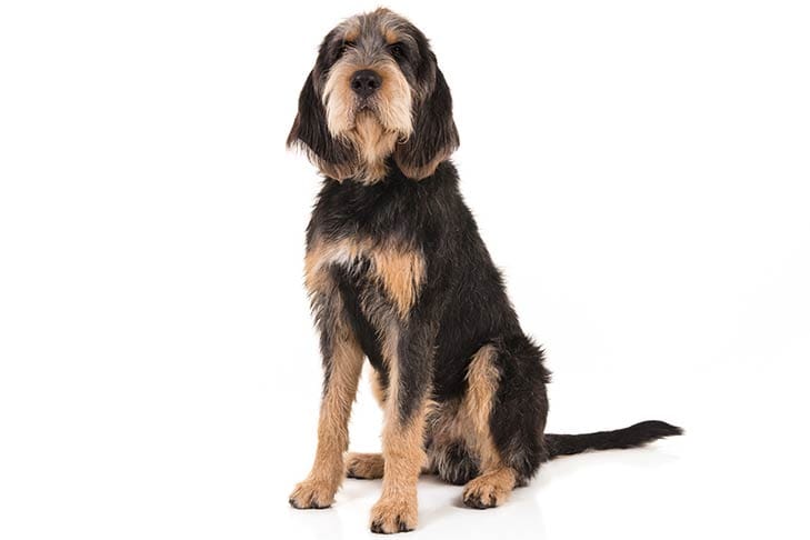 Secondary image of Otterhound dog breed