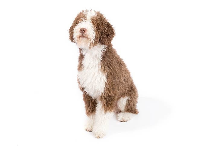 Secondary image of Spanish Water Dog dog breed