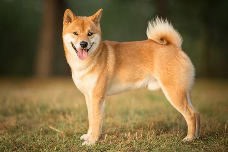 Secondary image of Shiba Inu dog breed