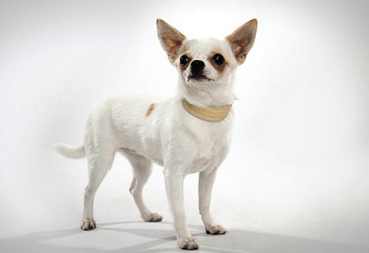 Secondary image of Chihuahua dog breed