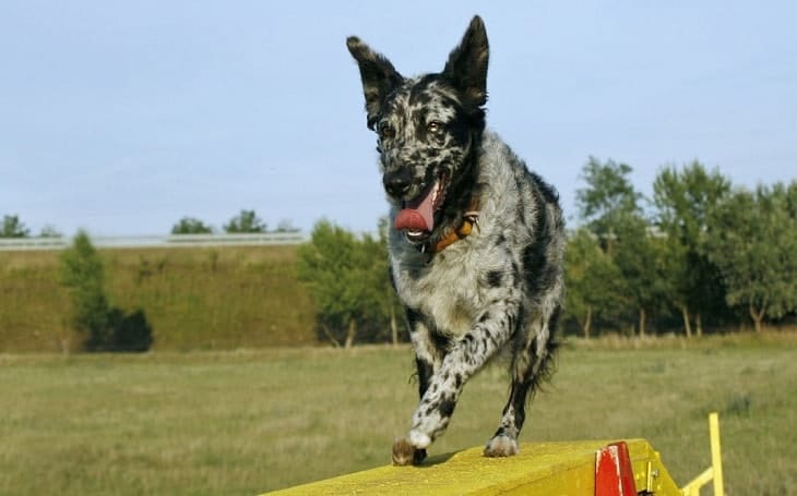 Secondary image of Mudi dog breed