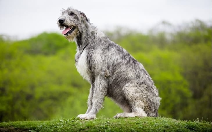 Secondary image of Irish Wolfhound dog breed