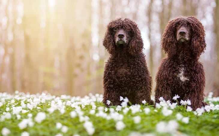 Secondary image of Irish Water Spaniel dog breed