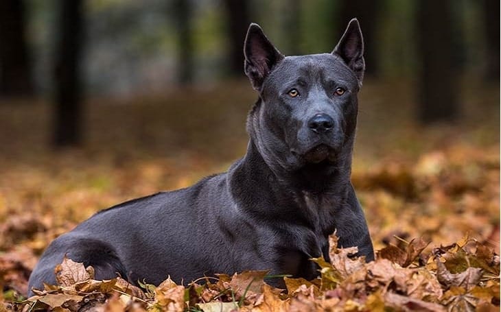 Secondary image of Thai Ridgeback dog breed