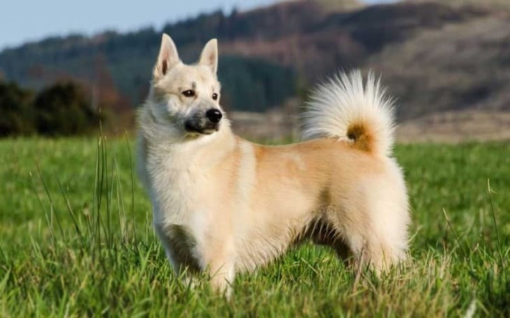 Secondary image of Norwegian Buhund dog breed