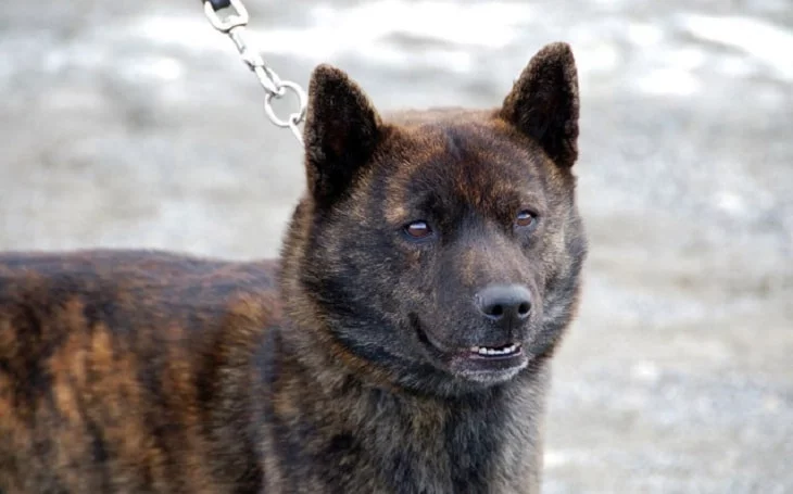 Secondary image of Kai Ken dog breed