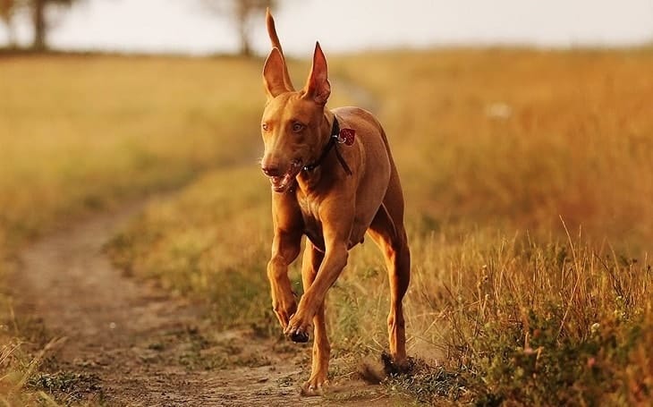 Secondary image of Pharaoh Hound dog breed