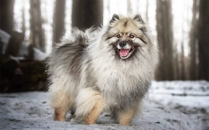 Secondary image of Keeshond dog breed