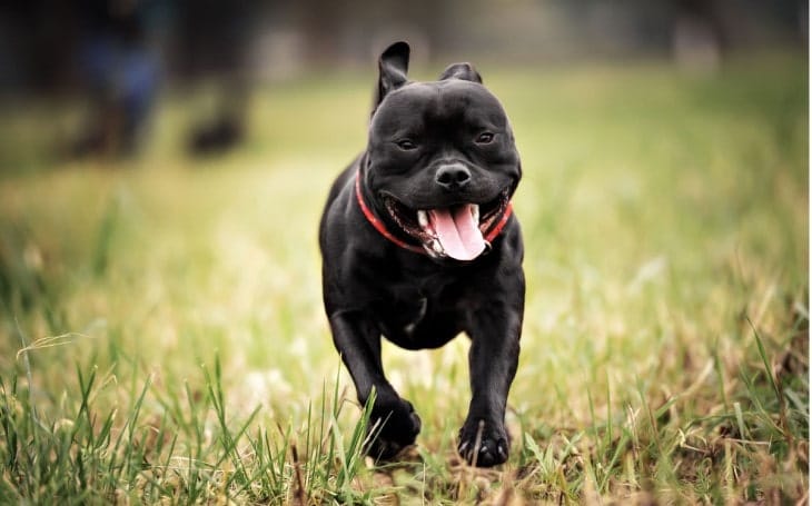 Secondary image of Staffordshire Bull Terrier dog breed