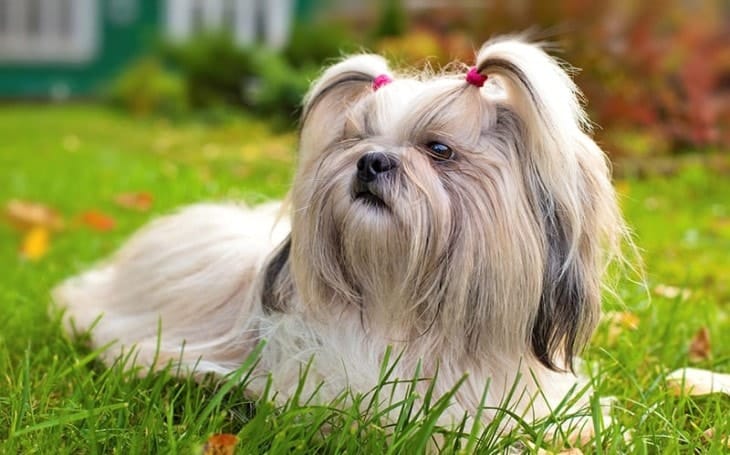 Secondary image of Shih Tzu dog breed