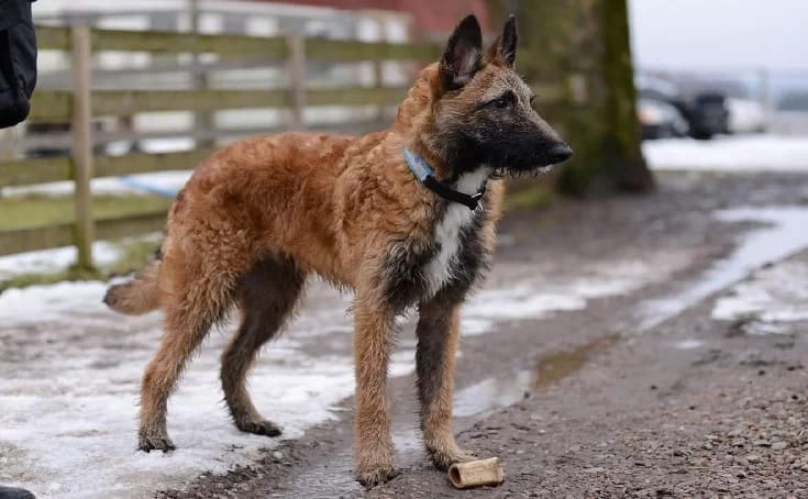 Secondary image of Belgian Laekenois dog breed