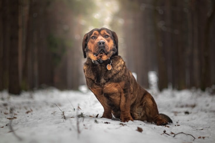 Secondary image of Alpine Dachsbracke dog breed