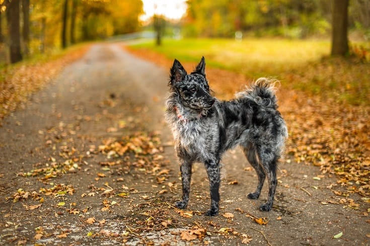 Secondary image of Mudi dog breed