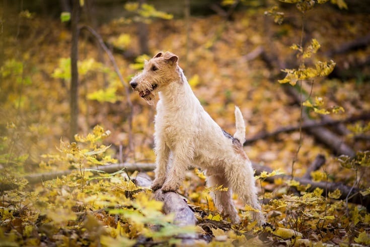 Secondary image of Wire Hair Fox Terrier dog breed