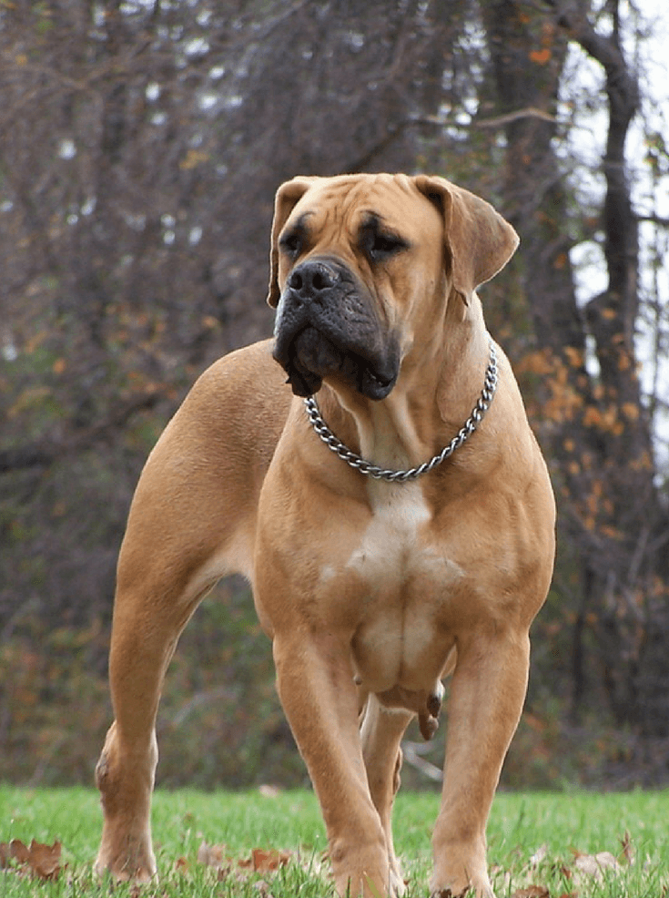 Secondary image of Boerboel dog breed