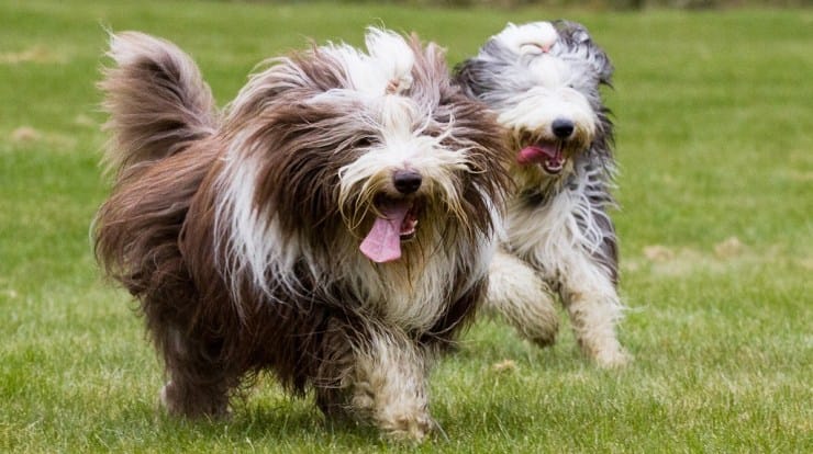 Secondary image of Bearded Collie dog breed