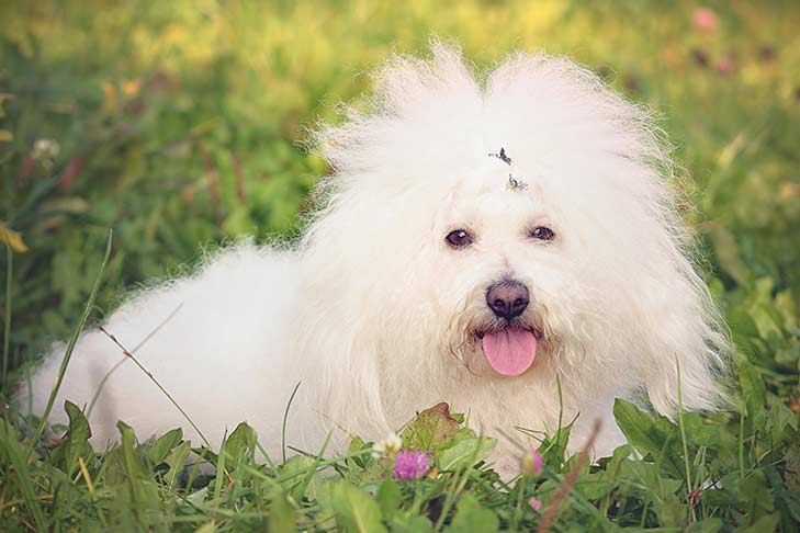 Secondary image of Bolognese dog breed