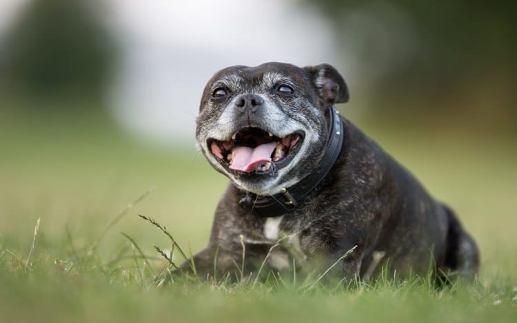 Secondary image of Staffordshire Bull Terrier dog breed