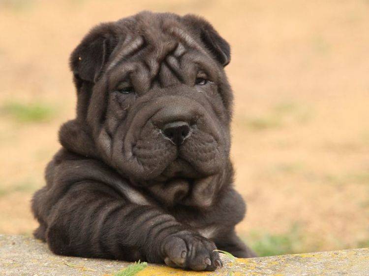 Secondary image of Chinese Shar-Pei dog breed