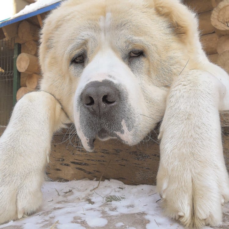 Secondary image of Central Asian Shepherd Dog dog breed