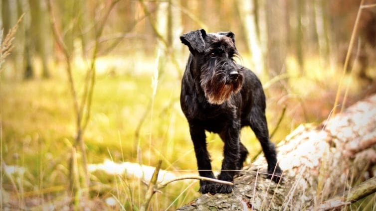 Secondary image of Miniature Schnauzer dog breed