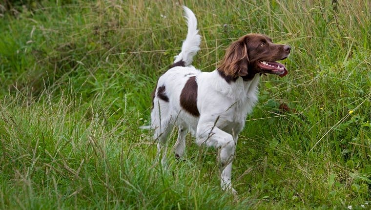 Secondary image of Drentsche Patrijshound dog breed