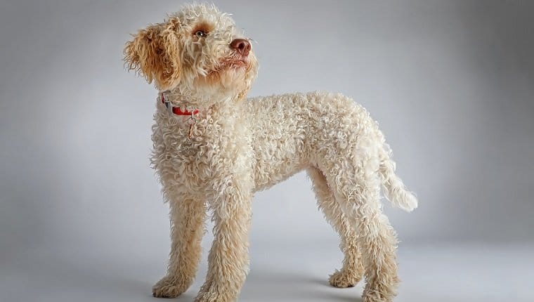 Secondary image of Lagotto Romagnolo dog breed