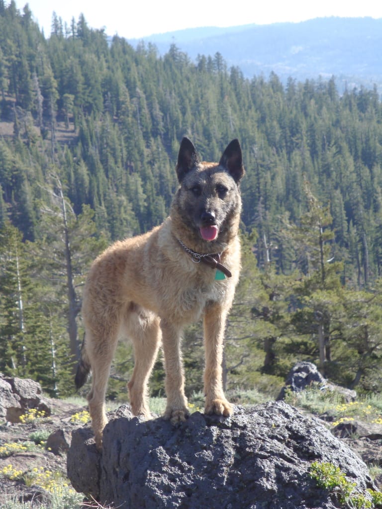 Secondary image of Belgian Laekenois dog breed