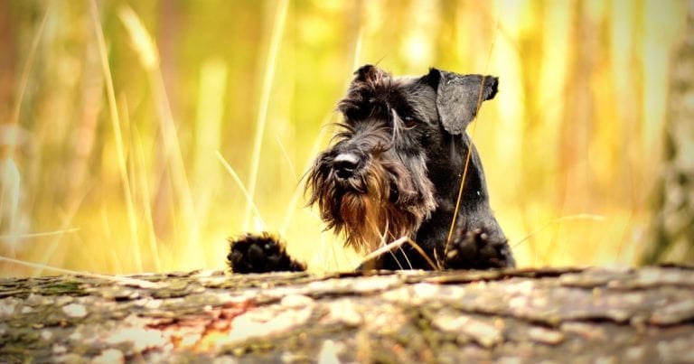 Secondary image of Miniature Schnauzer dog breed