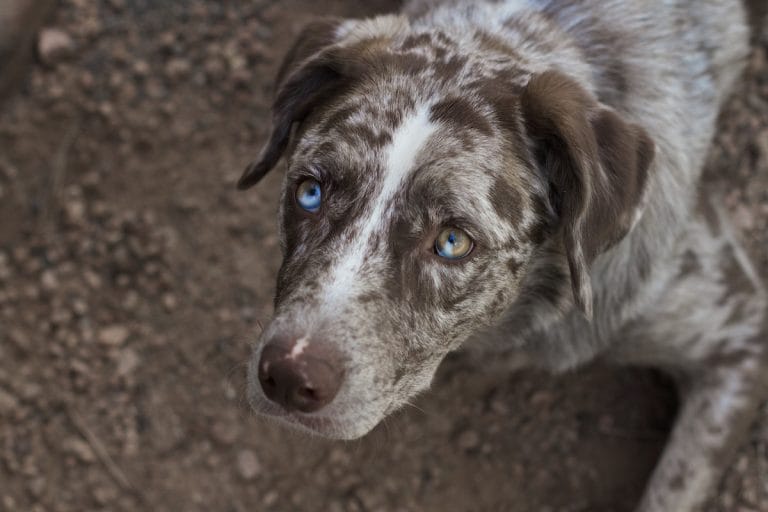 Secondary image of American Leopard Hound dog breed