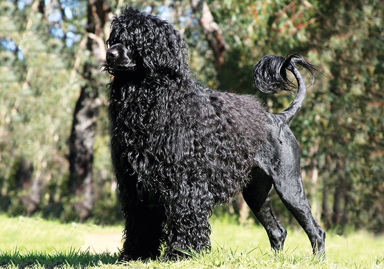 Secondary image of Portuguese Water Dog dog breed