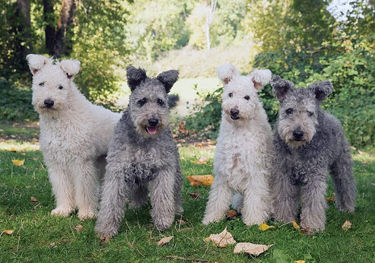 Secondary image of Pumi dog breed