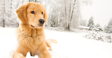 Secondary image of Golden Retriever dog breed