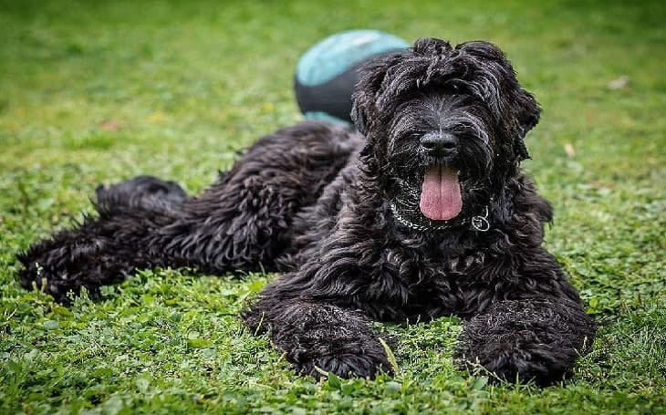 Secondary image of Black Russian Terrier dog breed