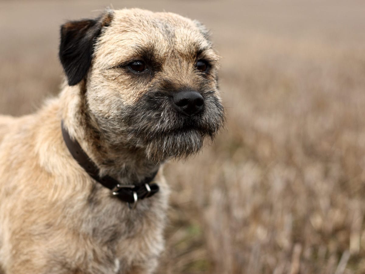 Secondary image of Border Terrier dog breed