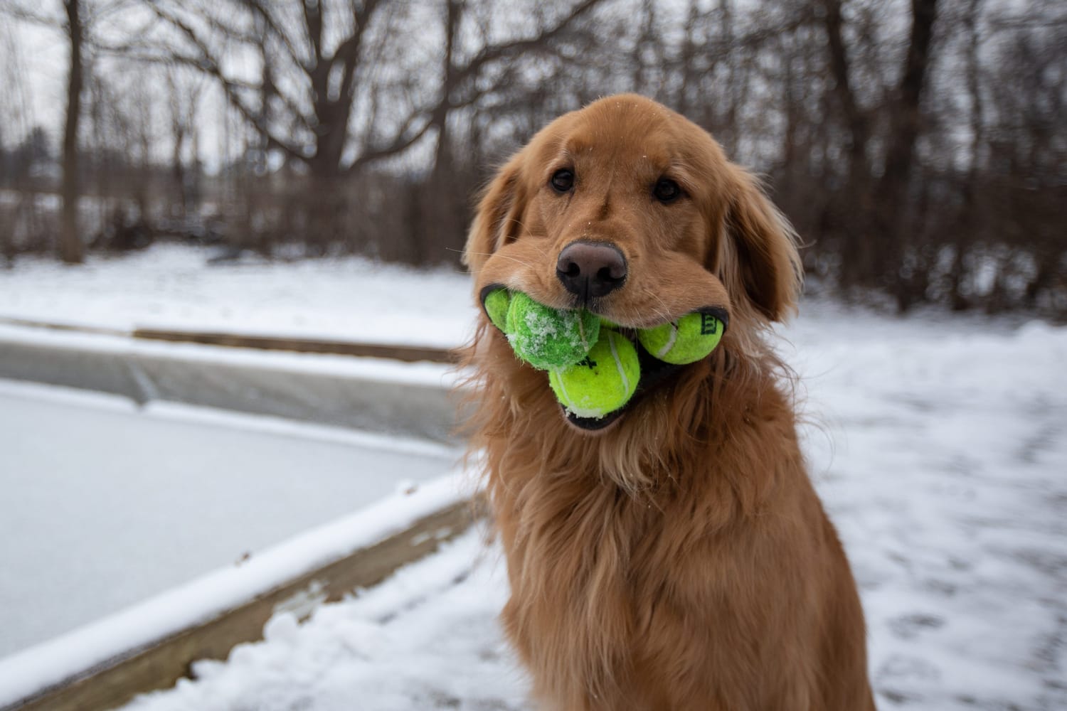 Secondary image of Golden Retriever dog breed