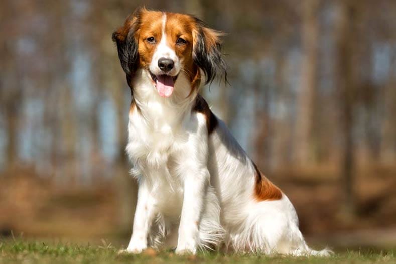 Secondary image of Kooikerhondje dog breed