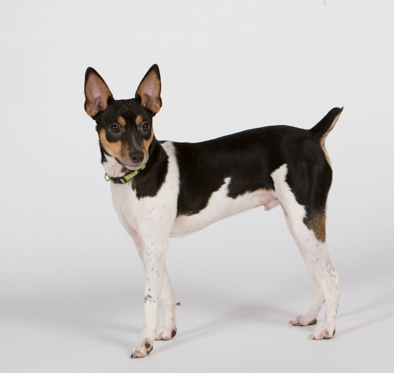 Secondary image of Rat Terrier dog breed