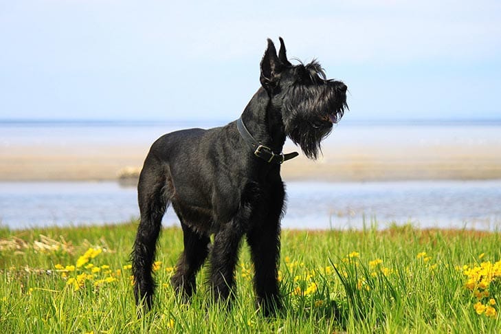 Secondary image of Giant Schnauzer dog breed