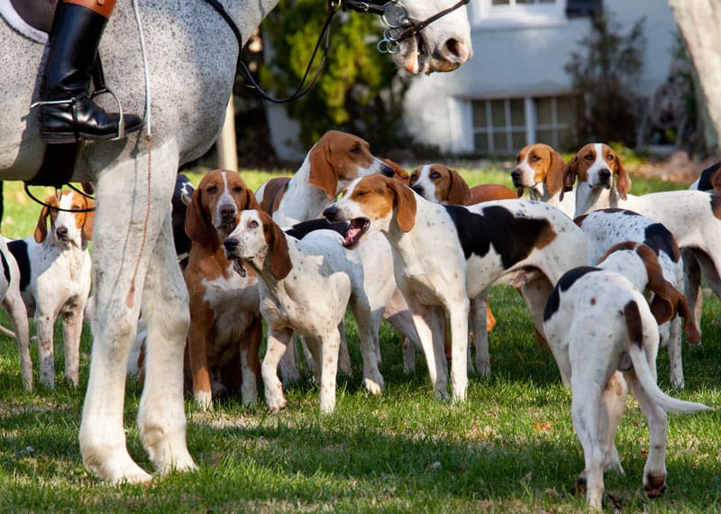 Secondary image of Black And Tan Virginia Foxhound dog breed