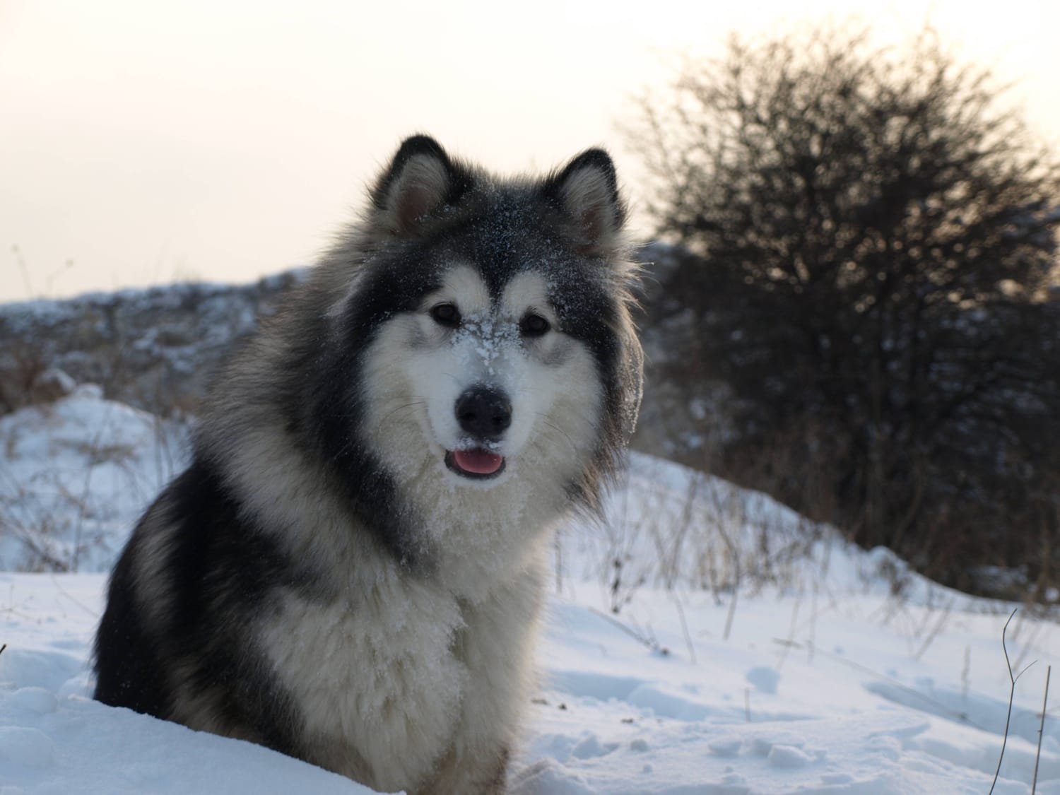 Secondary image of Alaskan Malamute dog breed