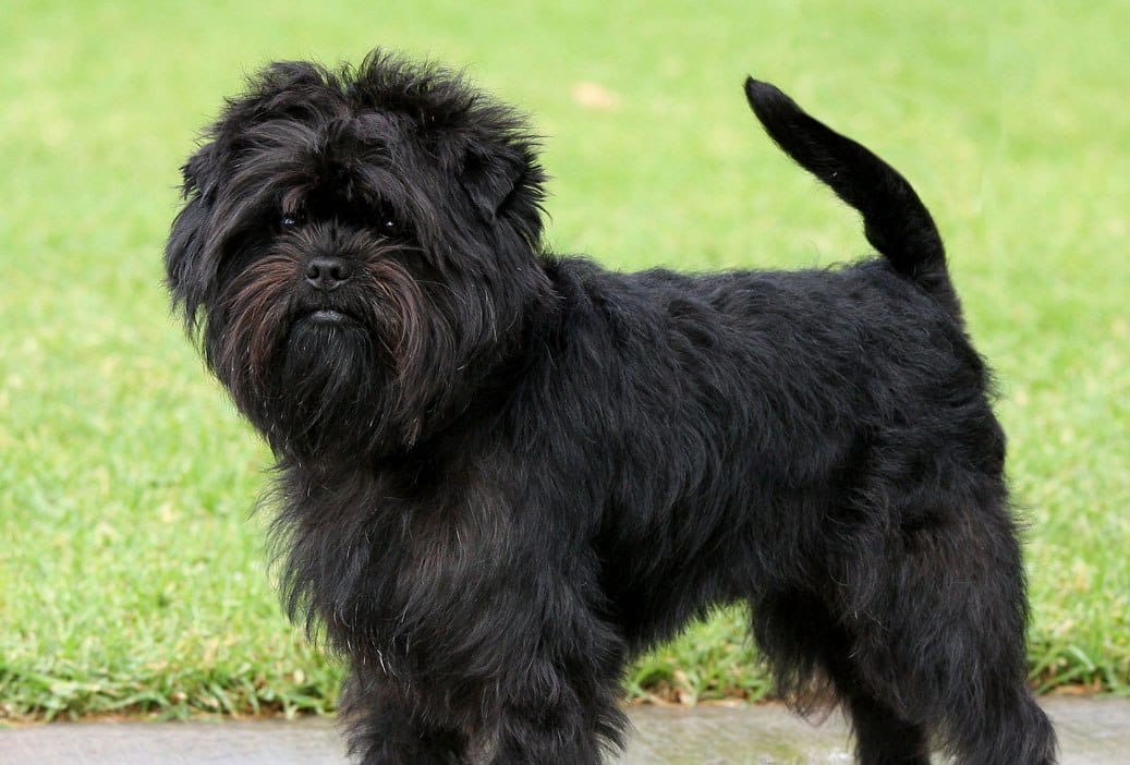 Secondary image of Affenpinscher dog breed