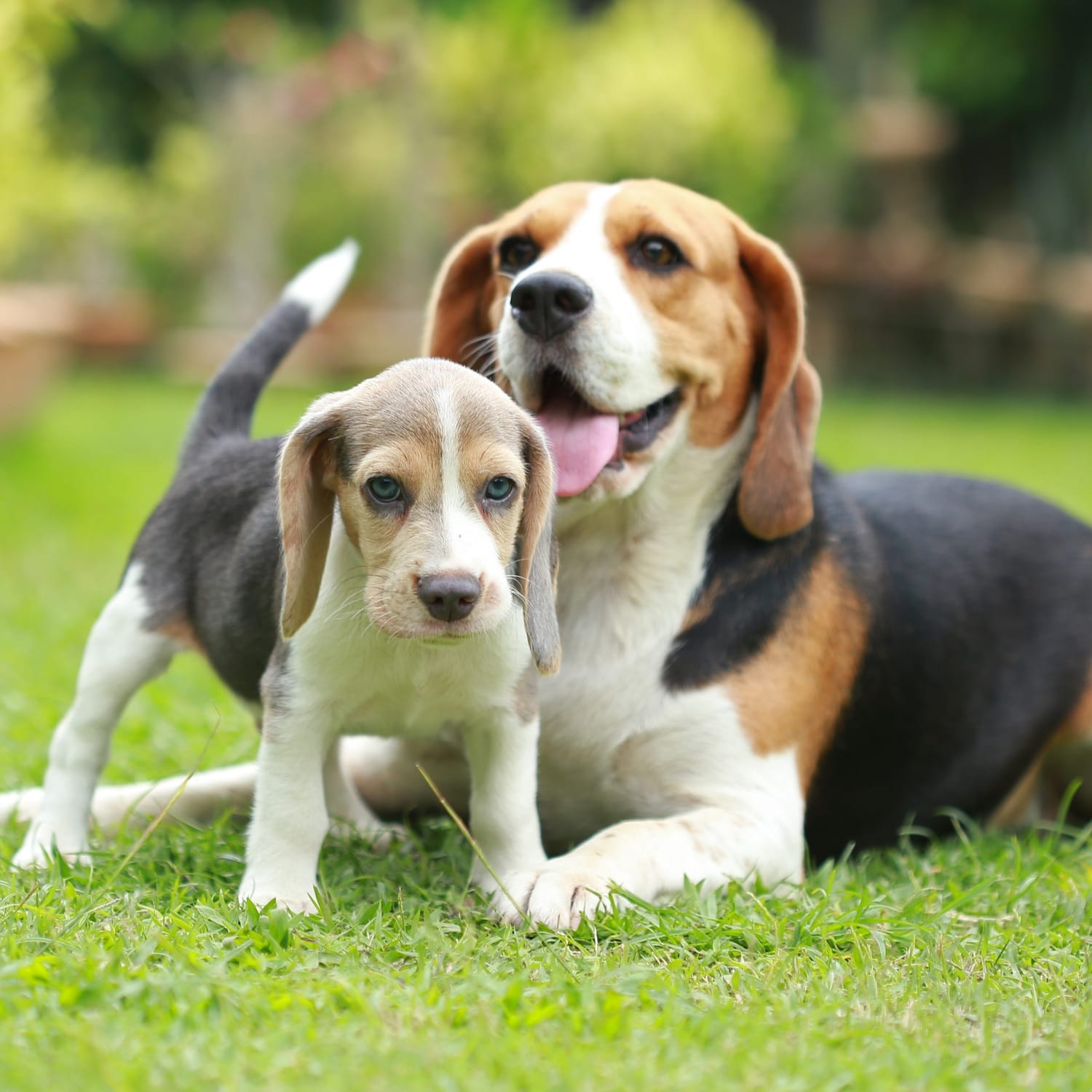 Secondary image of Beagle dog breed