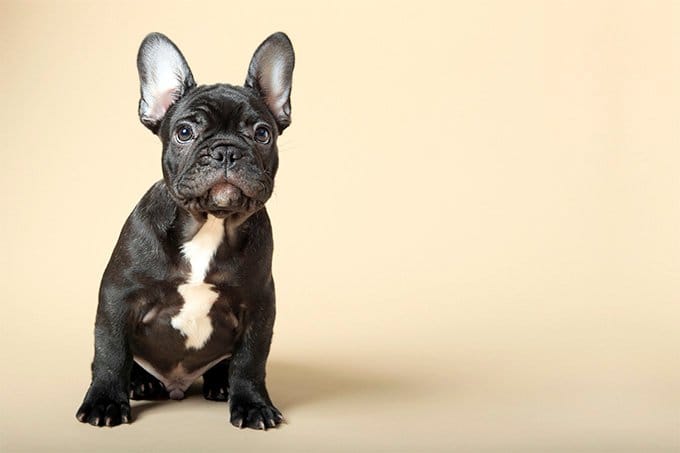 Secondary image of French Bulldog dog breed