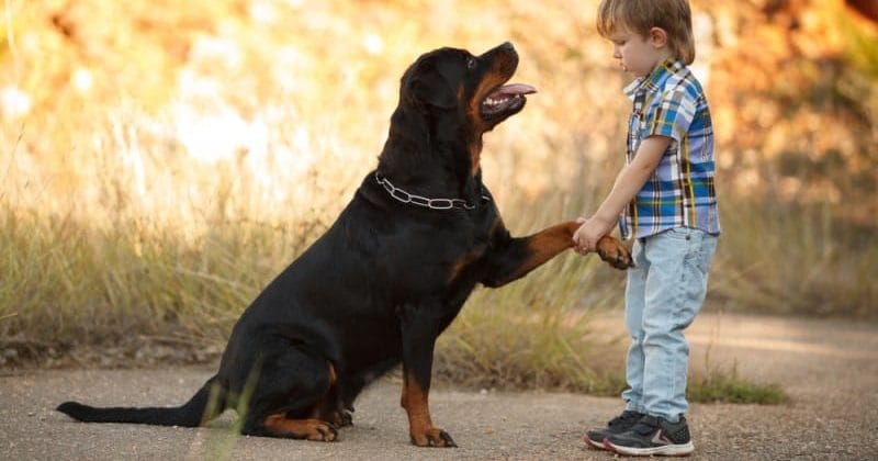 Secondary image of Rottweiler dog breed