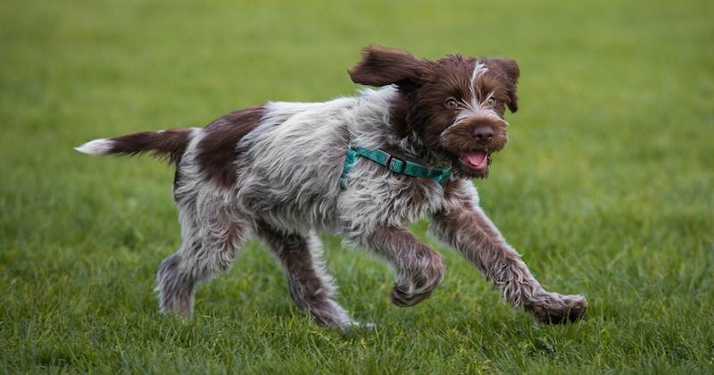 Secondary image of Wirehaired Pointing Griffon dog breed